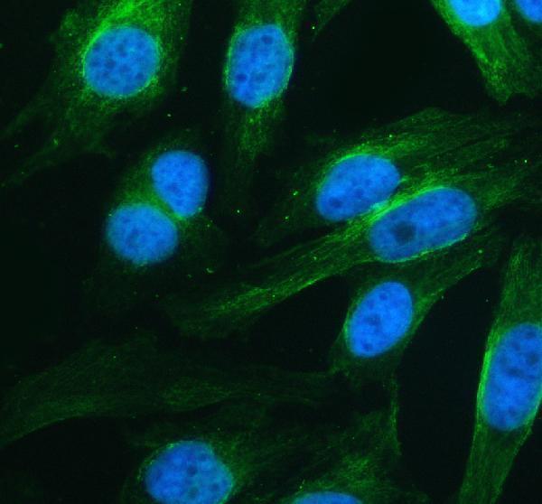 pb9640 hspa5 primary antibodies if testing 1