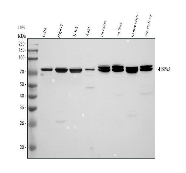 pb9640 hspa5 primary antibodies wb testing 1