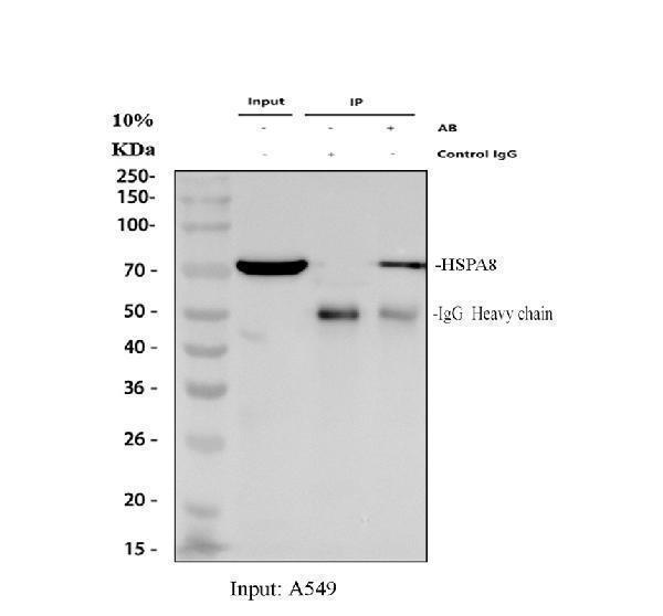 pb9641 hsc70 primary antibodies ip testing 1