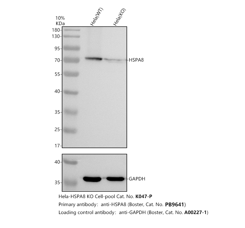 pb9641 hsc70 primary antibodies wb testing 2