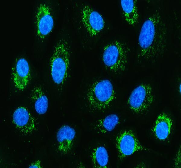 Figure 4. IF analysis of Grp75 using anti-Grp75 antibody (PB9642). Grp75 was detected in an immunocytochemical section of Hela cells. Enzyme antigen retrieval was performed using IHC enzyme antigen retrieval reagent (AR0022) for 15 mins. The cells were blocked with 10% goat serum. And then incubated with 5 microg/mL rabbit anti-Grp75 Antibody (PB9642) overnight at 4°C. DyLight®488 Conjugated Goat Anti-Rabbit IgG (BA1127) was used as secondary antibody at 1:500 dilution and incubated for 30 minutes at 37°C. The section was counterstained with DAPI. Visualize using a fluorescence microscope and filter sets appropriate for the label used. Figure 4. IF analysis of Grp75 using anti-Grp75 antibody (PB9642). Grp75 was detected in an immunocytochemical section of Hela cells. Enzyme antigen retrieval was performed using IHC enzyme antigen retrieval reagent (AR0022) for 15 mins. The cells were blocked with 10% goat serum. And then incubated with 5 microg/mL rabbit anti-Grp75 Antibody (PB9642) overnight at 4°C. DyLight®488 Conjugated Goat Anti-Rabbit IgG (BA1127) was used as secondary antibody at 1:500 dilution and incubated for 30 minutes at 37°C. The section was counterstained with DAPI. Visualize using a fluorescence microscope and filter sets appropriate for the label used.