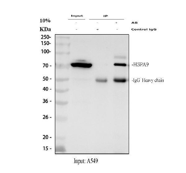 pb9642 grp75 primary antibodies ip testing 1