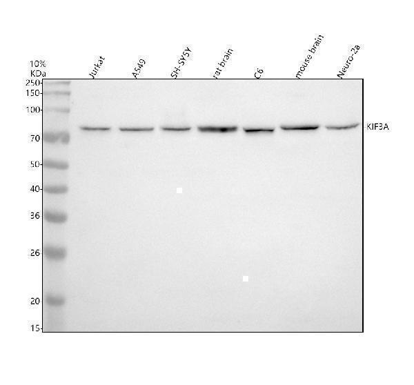 pb9654 kif3a primary antibodies wb testing 1