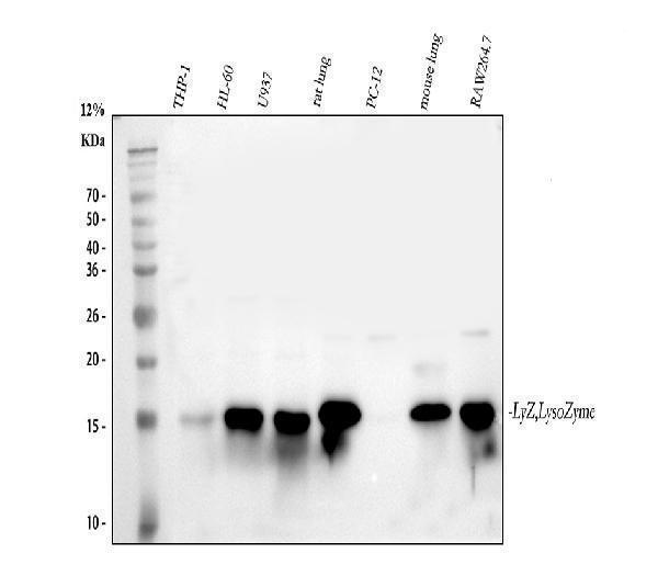 pb9663 lysozyme primary antibodies wb testing 1