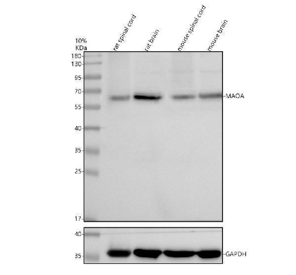 Western blot analysis of MAOA using anti-MAOA antibody (PB9664)