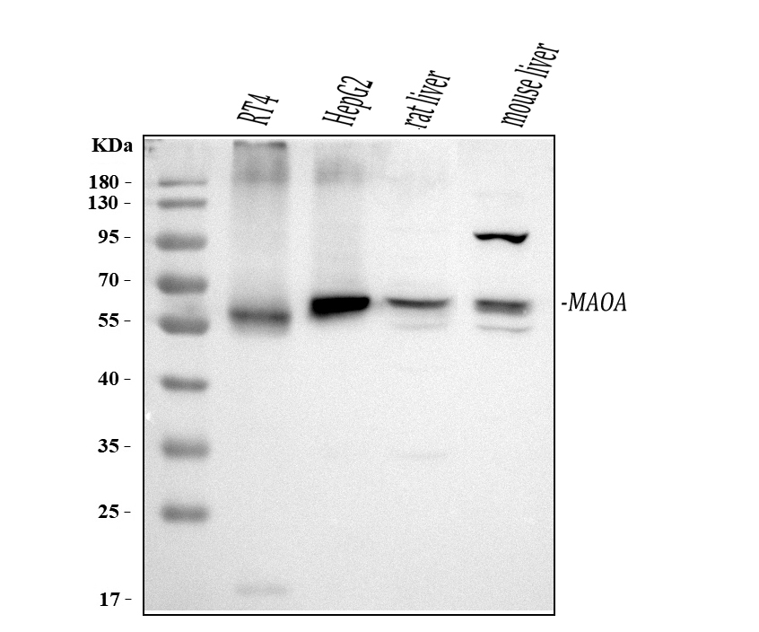 pb9664 maoa primary antibodies wb testing 2