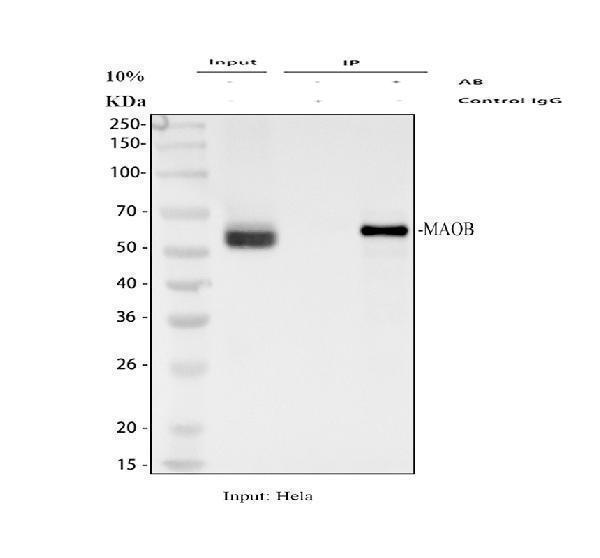 pb9665 maob primary antibodies ip testing 1