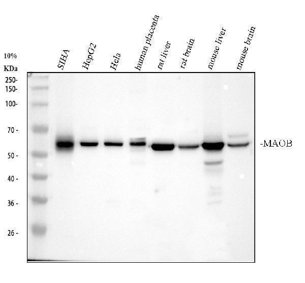 pb9665 maob primary antibodies wb testing 1_1