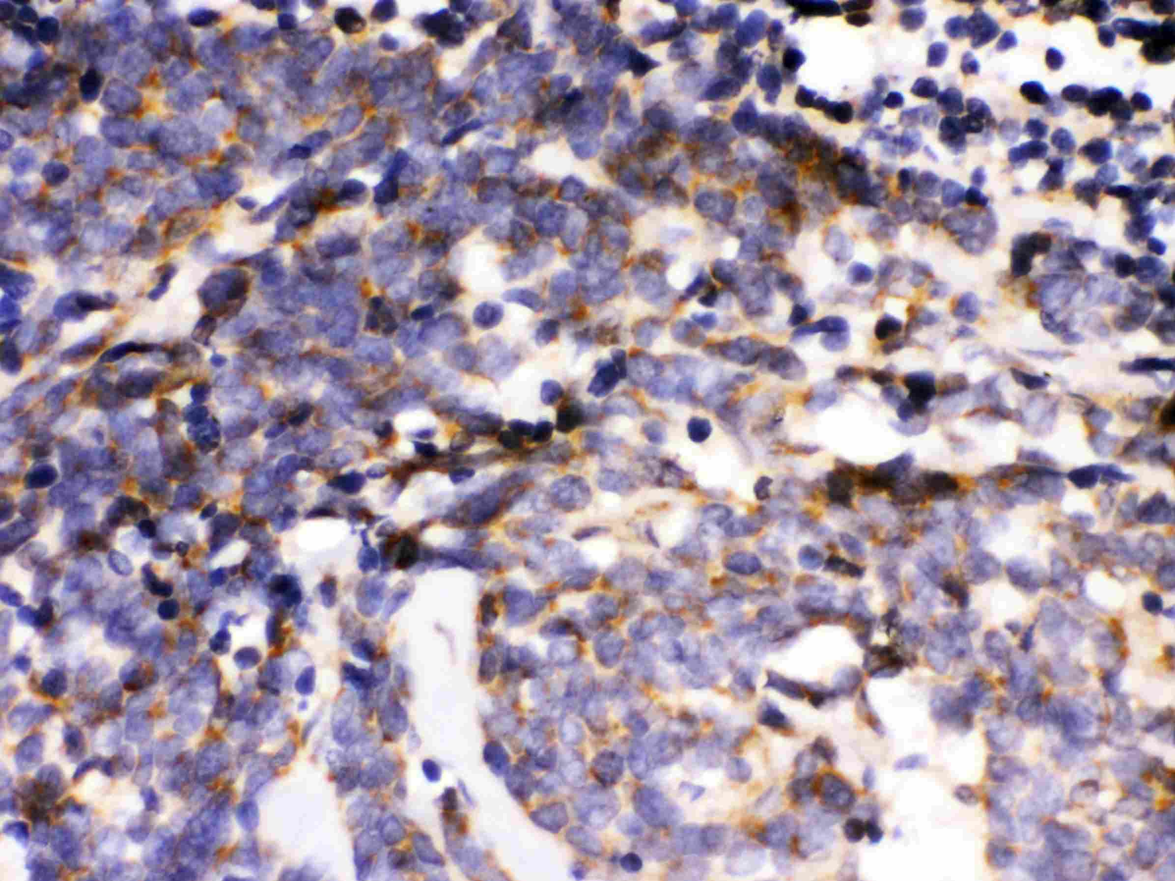 Anti-MAPK6/Erk3 Picoband™ Antibody PB9666