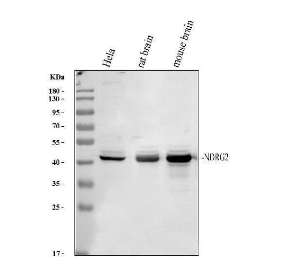 Western blot analysis of NDRG2 using anti-NDRG2 antibody (PB9672)
