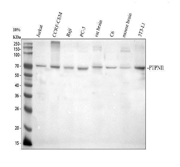 Western blot analysis of SHP2/PTPN11 using anti-SHP2/PTPN11 antibody (PB9675)