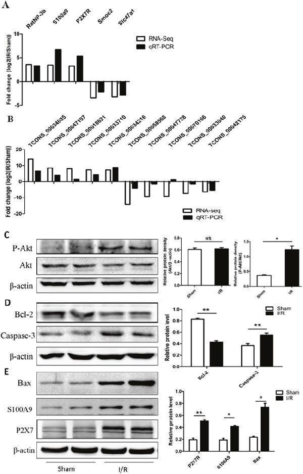 pb9678 oncotarget 08 53465 g007