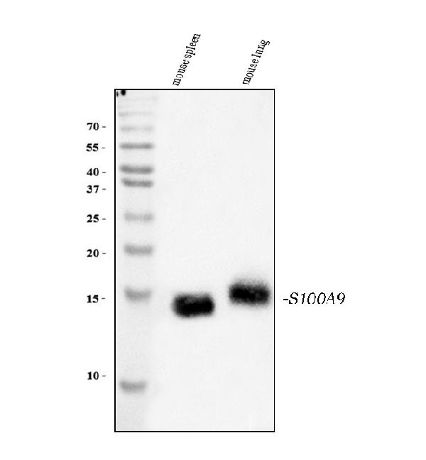 Figure 1. Western blot analysis of S100A9 using anti-S100A9 antibody (PB9678). Electrophoresis was performed on a 5-20% SDS-PAGE gel at 70V (Stacking gel) / 90V (Resolving gel) for 2-3 hours. The sample well of each lane was loaded with 30 ug of sample under reducing conditions. Lane 1: mouse spleen tissue lysates, Lane 2: mouse lung tissue lysates. After electrophoresis, proteins were transferred to a nitrocellulose membrane at 150 mA for 50-90 minutes. Blocked the membrane with 5% non-fat milk/TBS for 1.5 hour at RT. The membrane was incubated with rabbit anti-S100A9 antigen affinity purified polyclonal antibody (Catalog # PB9678) at 0.5 microg/mL overnight at 4°C, then washed with TBS-0.1%Tween 3 times with 5 minutes each and probed with a goat anti-rabbit IgG-HRP secondary antibody at a dilution of 1:5000 for 1.5 hour at RT. The signal is developed using an Enhanced Chemiluminescent detection (ECL) kit (Catalog # EK1002) with Tanon 5200 system. A specific band was detected for S100A9 at approximately 13-15 kDa. The expected band size for S100A9 is at 13 kDa.