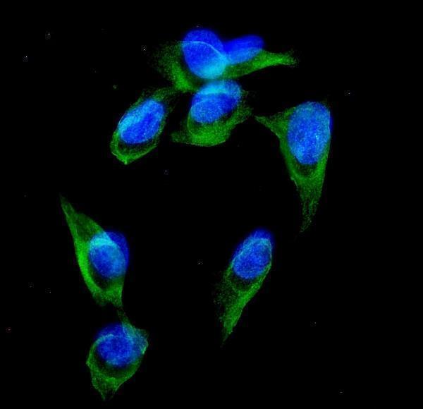  IF analysis of GRK3 using anti-GRK3 antibody (PB9682)