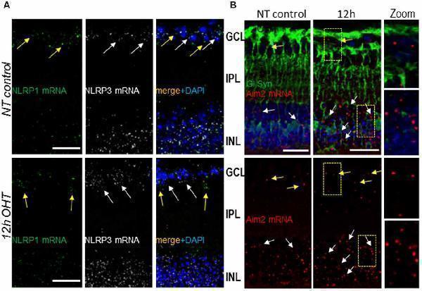 pb9683 fnmol 12 00036 g004