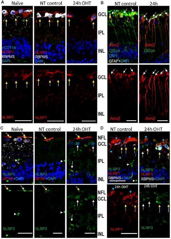 pb9683 fnmol 12 00036 g005