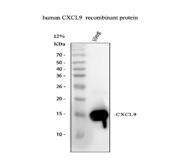 Western blot analysis of MIG/CXCL9 using anti-MIG/CXCL9 antibody (PB9694)