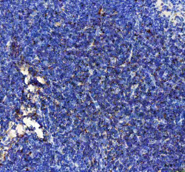 pb9696 cxcl10 primary antibodies ihc testing 2