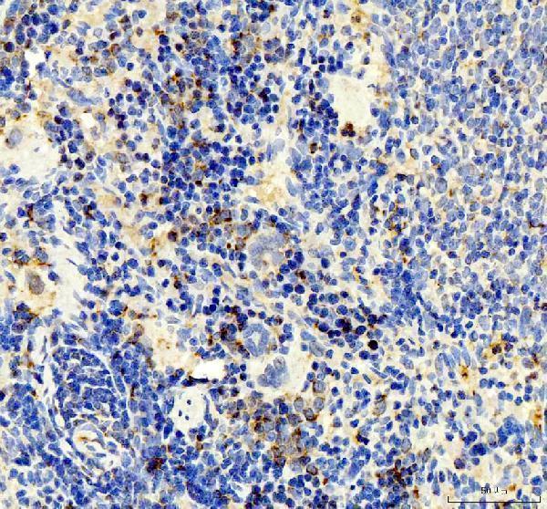 pb9696 cxcl10 primary antibodies ihc testing 3