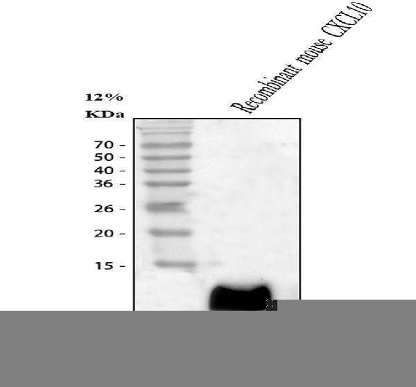 pb9696 cxcl10 primary antibodies wb testing 1