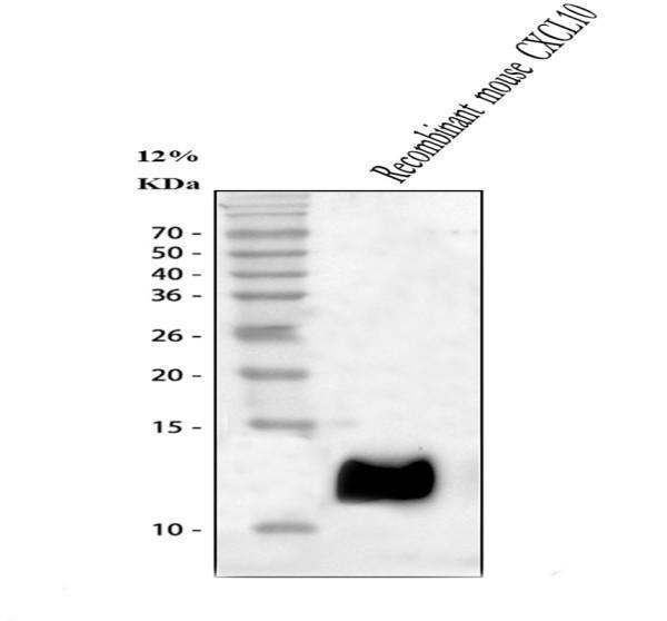 pb9696 cxcl10 primary antibodies wb testing 1_1