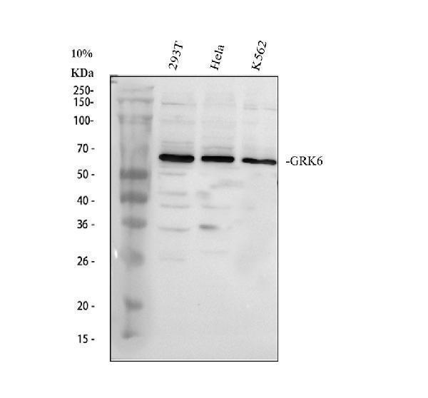 Western blot analysis of GRK6 using anti-GRK6 antibody (PB9709)