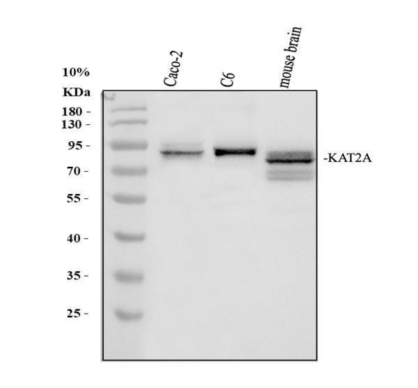 pb9713 gcn5 primary antibodies wb testing 1