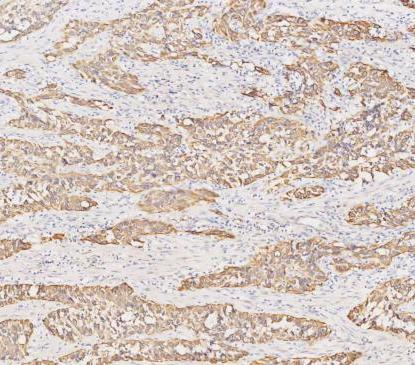 pb9715 krt19 primary antibodies ihc testing 8