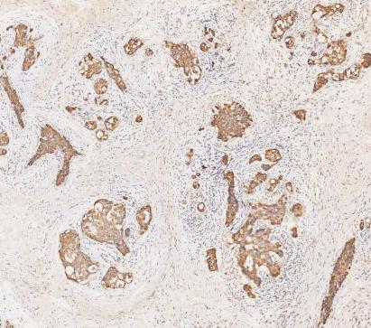 pb9715 krt19 primary antibodies ihc testing 9