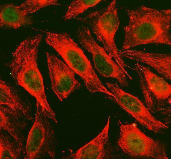 pb9721 sapk4 primary antibodies if testing 1