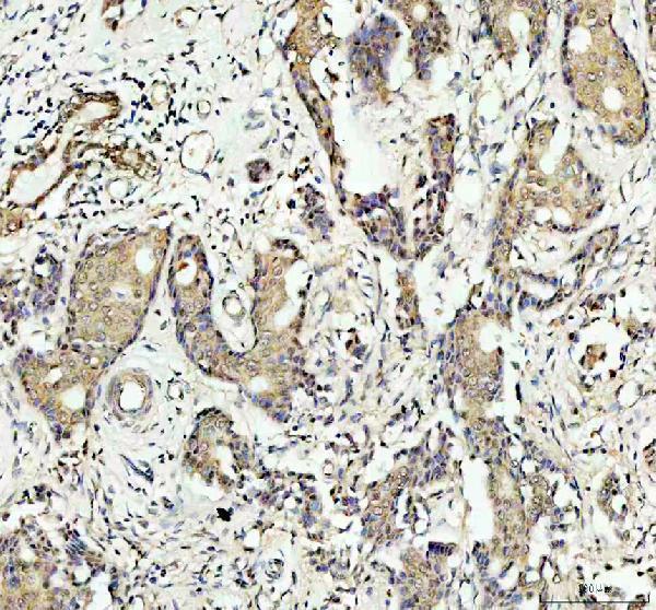 pb9721 sapk4 primary antibodies ihc testing 1