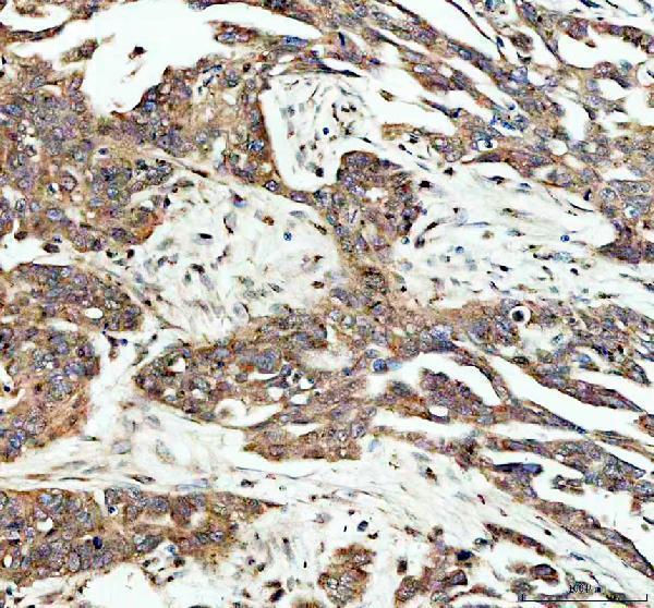 pb9721 sapk4 primary antibodies ihc testing 2