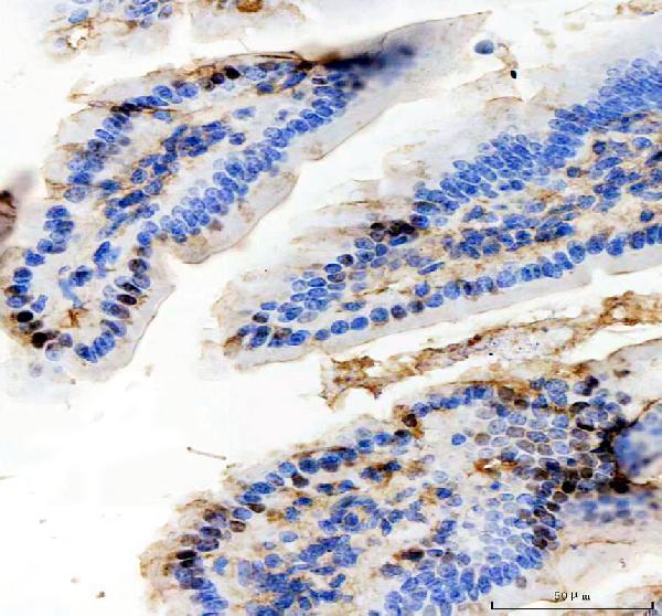 pb9721 sapk4 primary antibodies ihc testing 3
