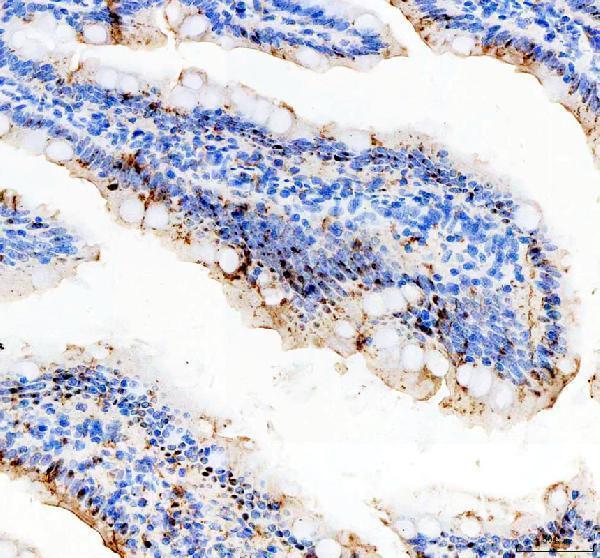 pb9721 sapk4 primary antibodies ihc testing 4