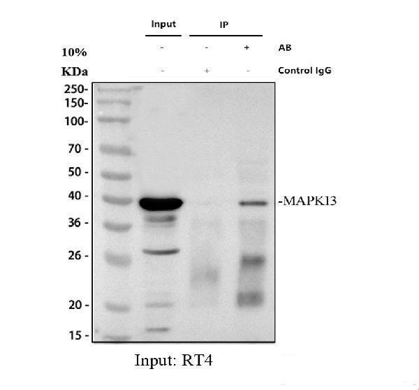pb9721 sapk4 primary antibodies ip testing 1