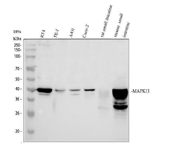 pb9721 sapk4 primary antibodies wb testing 1