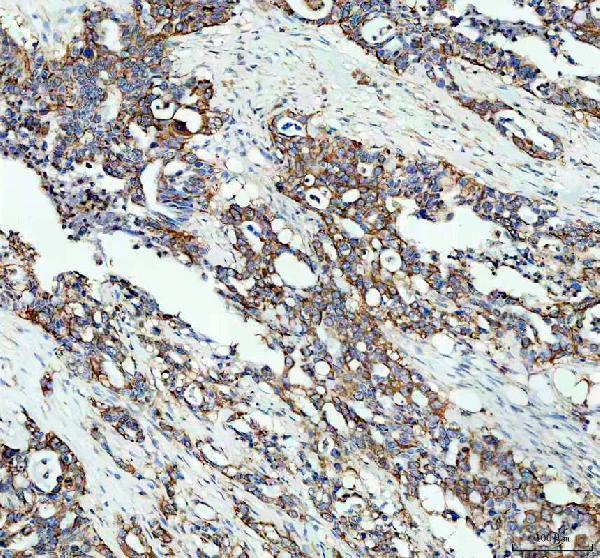 pb9723 mgst1 primary antibodies ihc testing 2