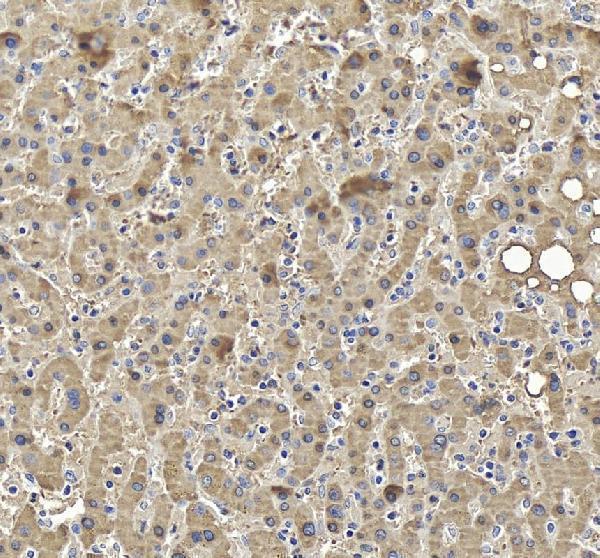 pb9723 mgst1 primary antibodies ihc testing 4