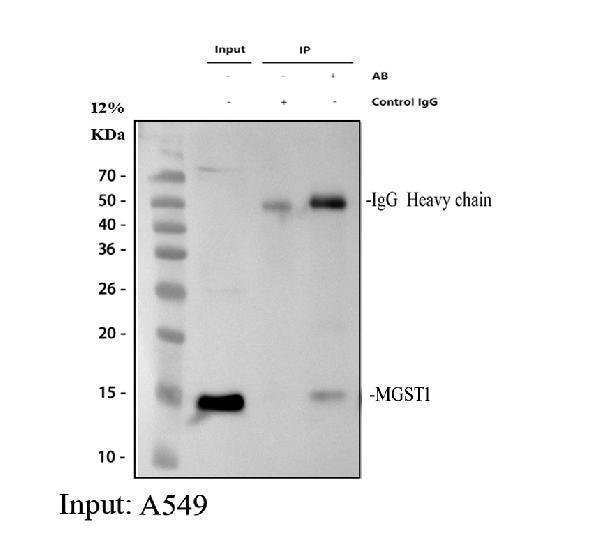 pb9723 mgst1 primary antibodies ip testing 1
