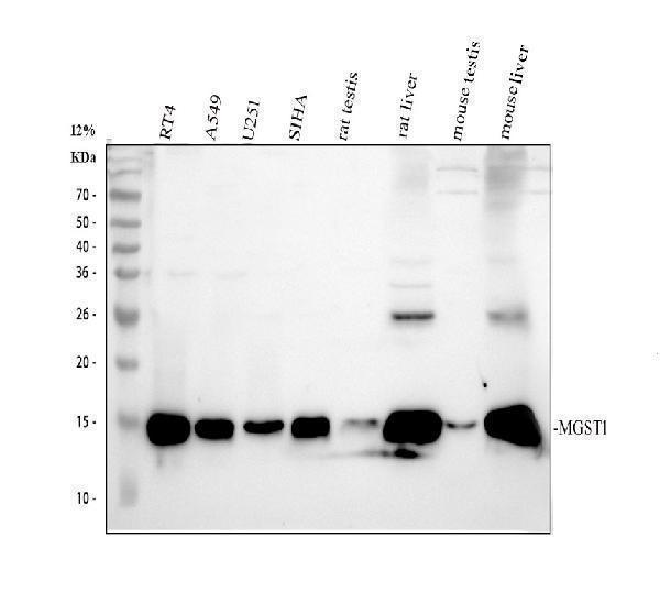 pb9723 mgst1 primary antibodies wb testing 1_1