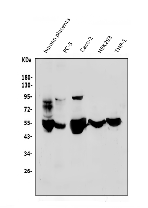 pb9725 mmp1 primary antibodies wb testing 2