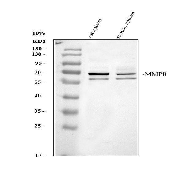 pb9727 mmp8 primary antibodies wb testing 1