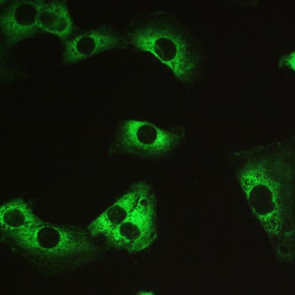pb9737 ppp1r12a primary antibodies icc testing 10_1