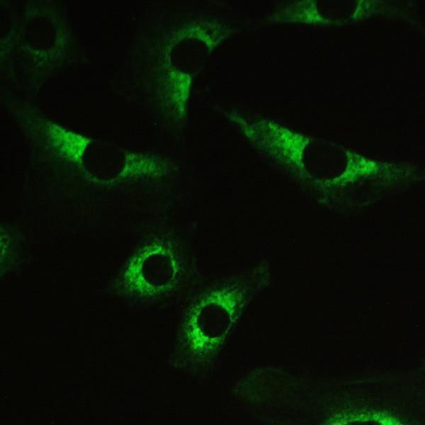 pb9737 ppp1r12a primary antibodies icc testing 8_1