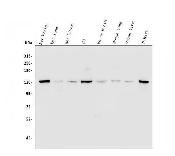 pb9737 ppp1r12a primary antibodies wb testing 11