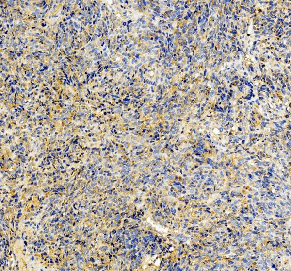 pb9738 prkab1 primary antibodies ihc testing 2