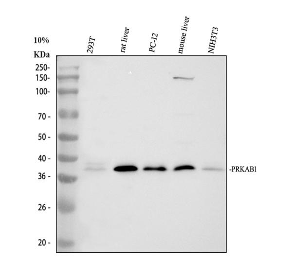 pb9738 prkab1 primary antibodies wb testing 1