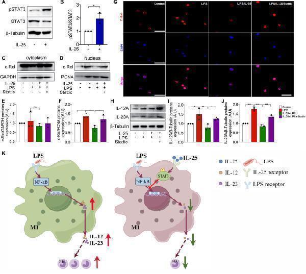 pb9741 12931_2023_2557_fig5_html