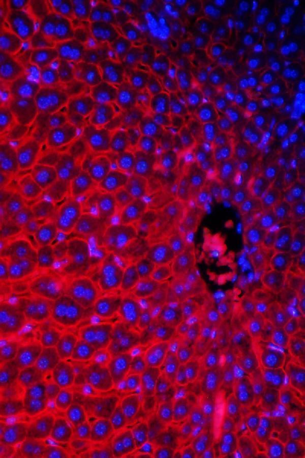 pb9745 slc10a1 primary antibodies if testing 5
