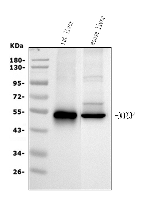 pb9745 slc10a1 primary antibodies wb testing 1